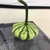 画像404